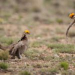 Why a Chicken and a Mouse Are Stirring Debate in New Mexico