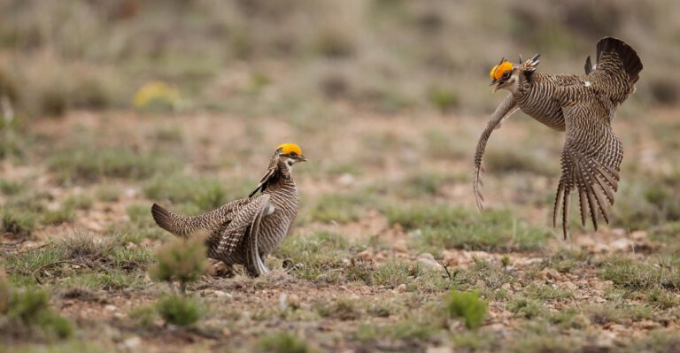 Why a Chicken and a Mouse Are Stirring Debate in New Mexico