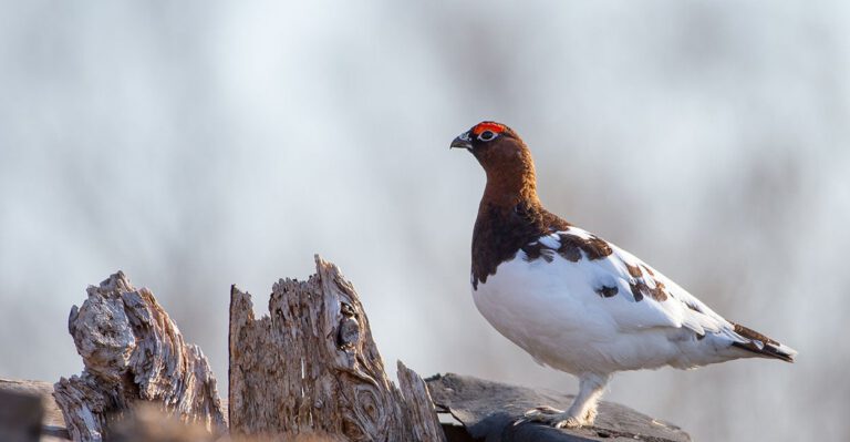 How a ‘Threatened’ Species Is Threatening Jobs in One State