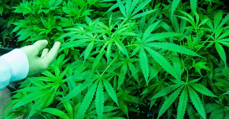 Traffic Fatalities of Marijuana-Positive Drivers On Rise In Colorado