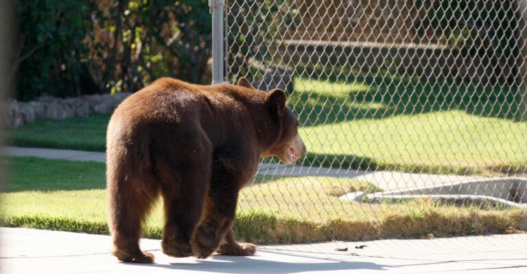 Run-Ins With Wildlife on Rise: How Should Governments Respond?