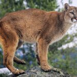 Despite What You Might Have Heard, Wildlife Populations Are Thriving