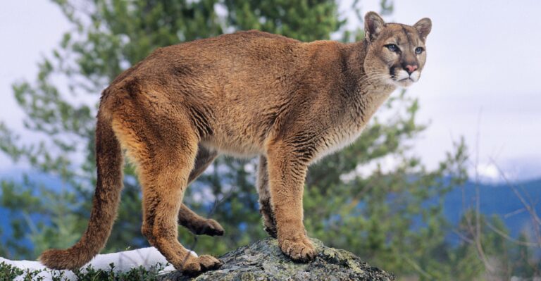 Despite What You Might Have Heard, Wildlife Populations Are Thriving