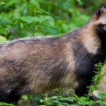 Raccoon Dog: More Than Just Latest Deflection From COVID-19 Lab Leak Theory?