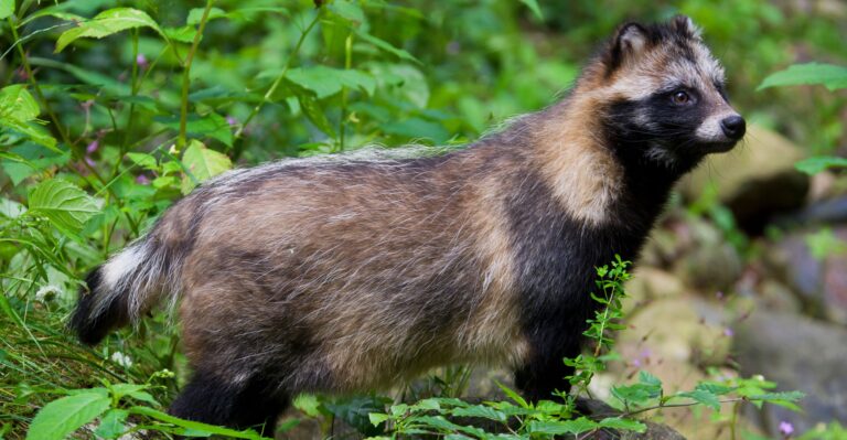 Raccoon Dog: More Than Just Latest Deflection From COVID-19 Lab Leak Theory?