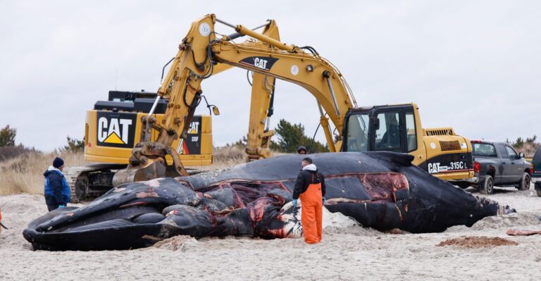 Associated Press Gets It Wrong: Wind Farm Contractors Acknowledge Turbines Harm Dolphins, Whales