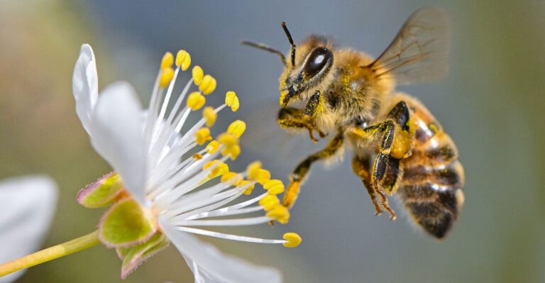 Scientist Challenges Hysterical ‘Bee-pocalypse’ Claims
