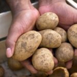 Potato-Famine Economics, Courtesy of Biden-Harris
