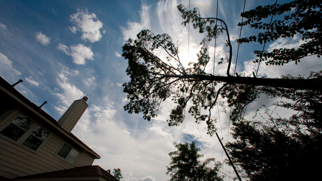 Housing Is Too Expensive. Blame Your Local Tree Ordinance.