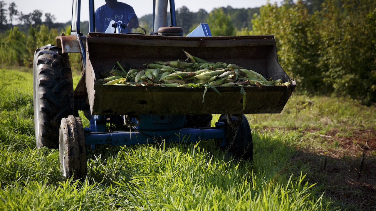 Virginia Farmers Struggle Amid Drought