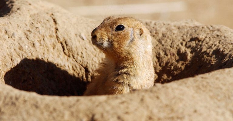 For Once, a Court Sided With People Rather Than ‘Threatened’ Rodents