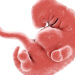 UK Newspaper Takes Pro-Abortion Deception to Next Level