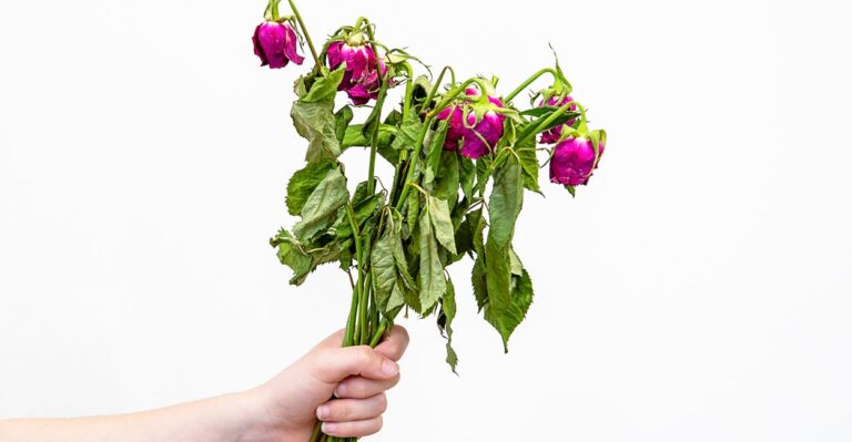 The Cut Flowers Civilization