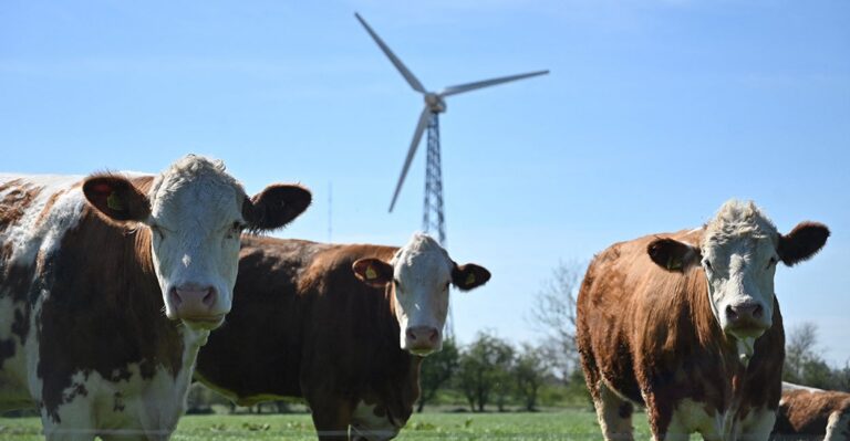 While Europeans Vacation, Denmark Attacks Livestock Farmers With Cow Tax