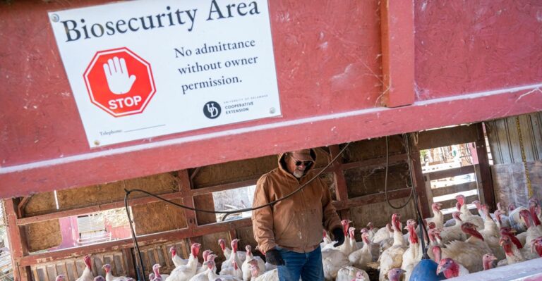‘The Great Pandemic Is Coming’: Ex-CDC Chief Warns of Looming Bird Flu Threat