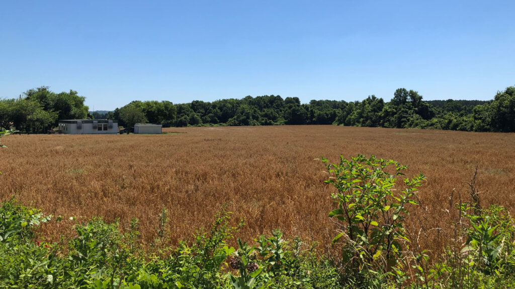 An open field framed at the bottom by green shrubbery and trees and white building in the distance. 