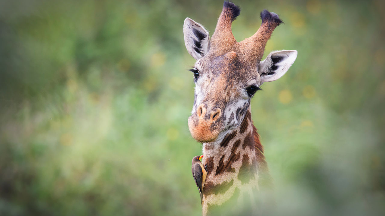 Missing Giraffes Are Safe