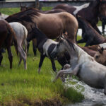 A group of horses, including a white chincoteague leaping out of water, run through a grassy field. Some riders are partly visible in the background.
