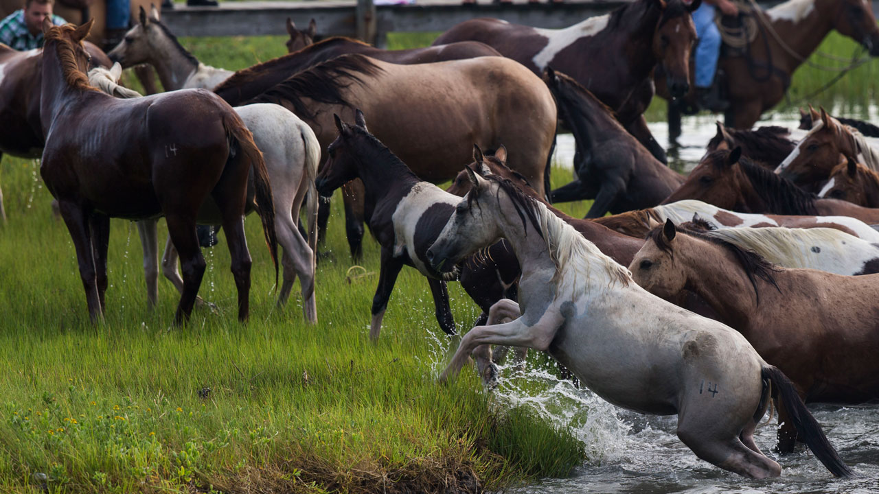 Chincoteague Ponies Hit the Beach