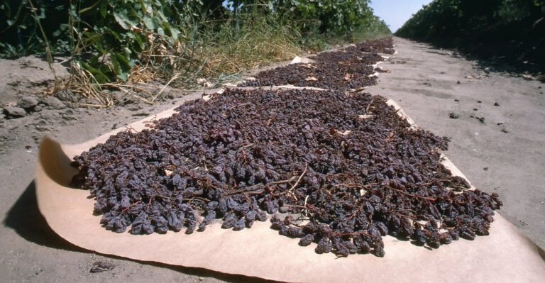 Will Court Upend Government’s Raisin Confiscation Scheme?