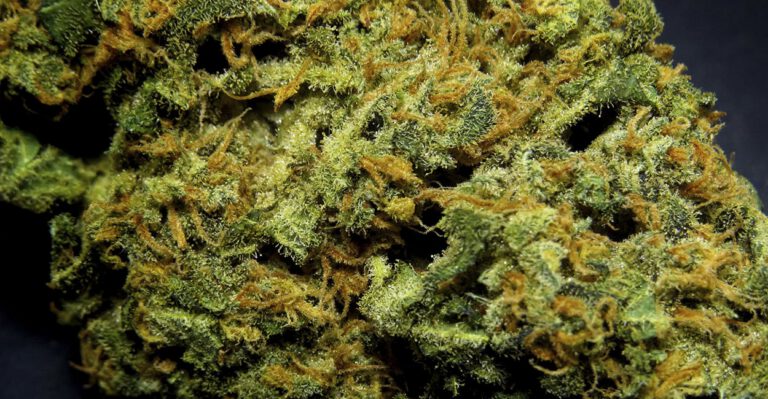 Why Legalizing Pot Is a Bad Idea