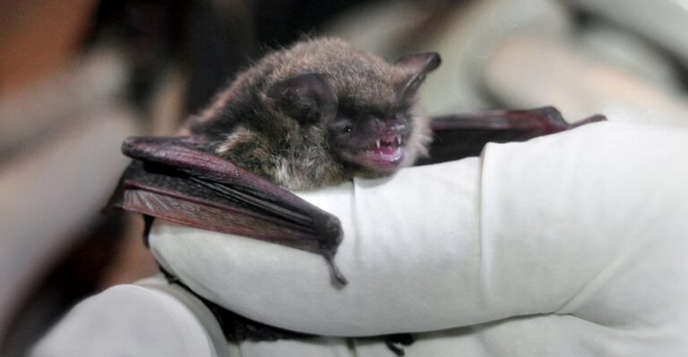Wind Farms Getting a Pass on Killing Endangered Bats?
