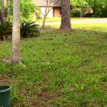 Tennessee Woman Jailed for Overgrown Yard