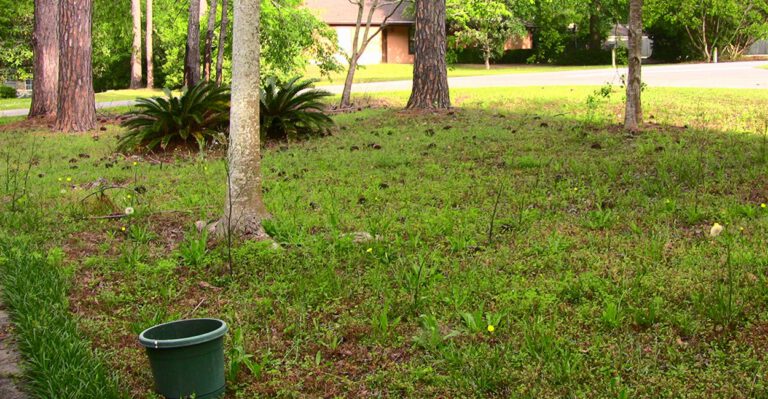 Tennessee Woman Jailed for Overgrown Yard