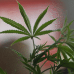 Pot Legalization Will Be on Ohio Ballot in November