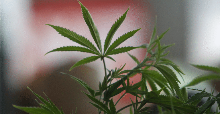 Pot Legalization Will Be on Ohio Ballot in November