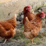 Fowl Fight: Could 4 Chickens Sway Iowa Senate Race?