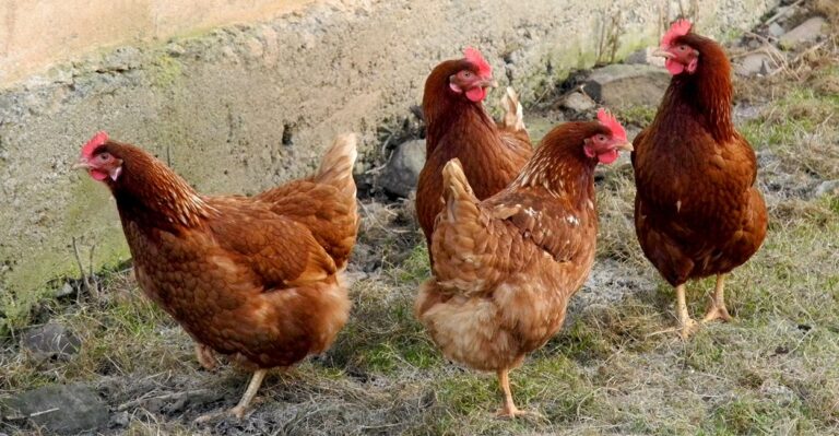 Fowl Fight: Could 4 Chickens Sway Iowa Senate Race?