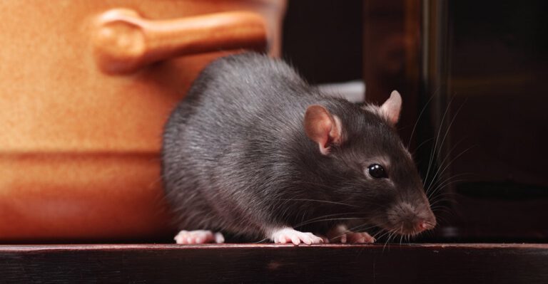 Taxpayers Forked Over Back Pay for a Food Inspector Who Didn’t Notice Rats in a Pasta Plant. Now, They Could Pay for His Union Lawyer, Too.