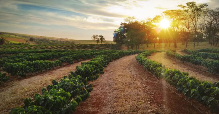 To Drain the Swamp, Trump Must Reform Agricultural Policy