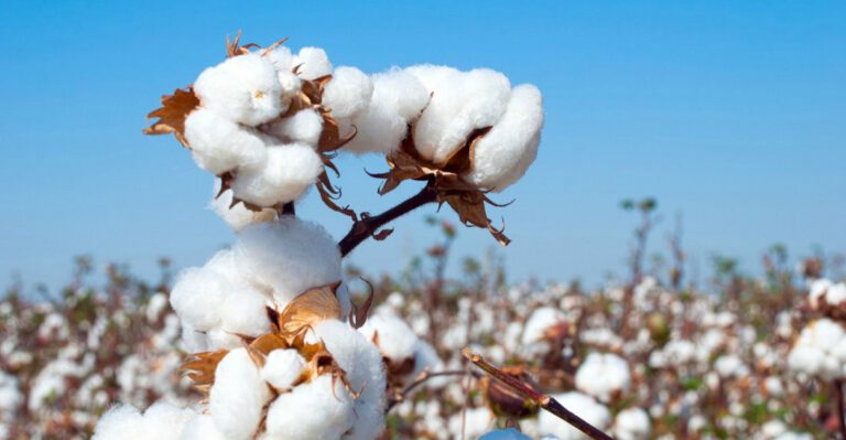 Congress Should Resist Cotton Cronyism in Upcoming Spending Measures