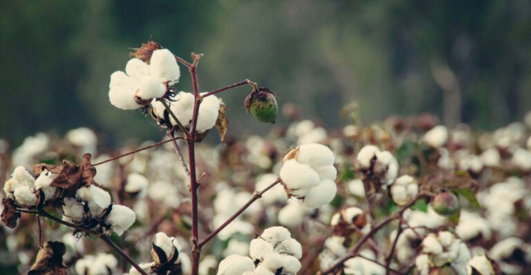 Senate Agriculture Appropriations Bill Would Expand Crony Handouts for Cotton Industry