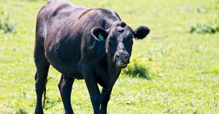 Cash Cows: Gangs Allegedly Smuggling Drugs Across Border Inside Cattle