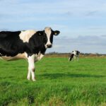 Family Farmers Face Prison for Calling Skim Milk by Its Name