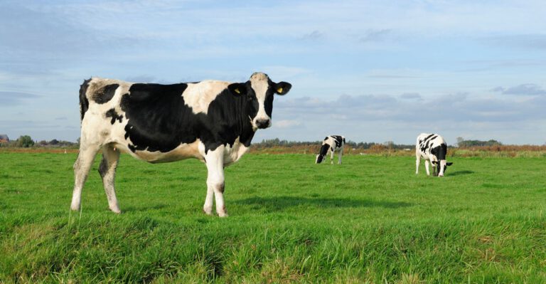 Family Farmers Face Prison for Calling Skim Milk by Its Name