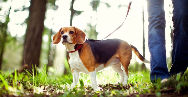 Many People Would Save Their Dog Over a Stranger. How Do You Fix That?