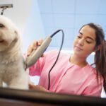 New Jersey Flirts With Requiring Dog Groomers to Obtain a License