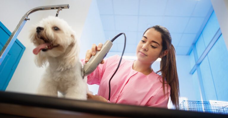 New Jersey Flirts With Requiring Dog Groomers to Obtain a License