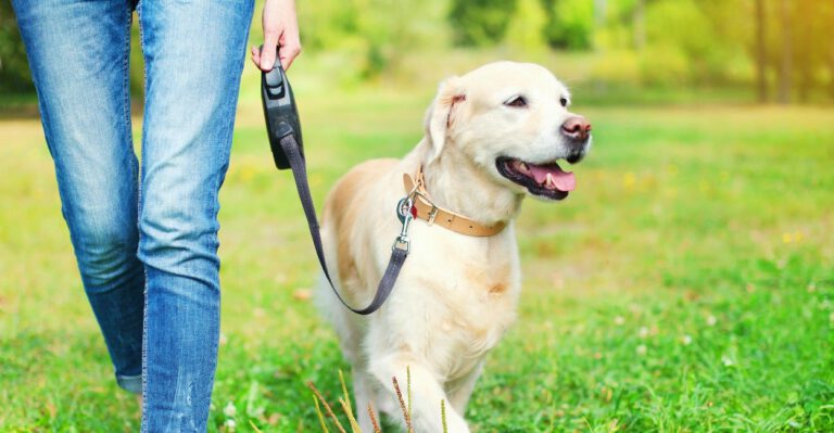 This Bill Would Drag the Federal Government Into Disputes Over Pets
