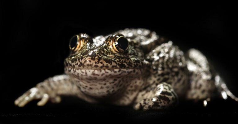 Federal Overreach on Frogs’ Habitat Is Threatening This Company’s Private Property
