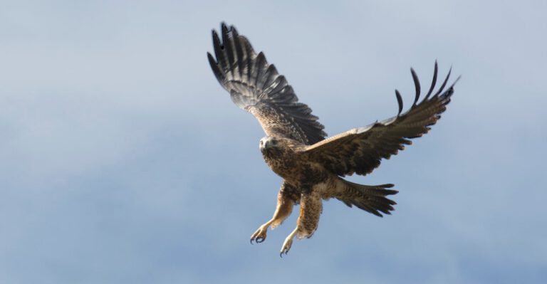 How Unnecessary Laws Pit Falconry Against Free Speech