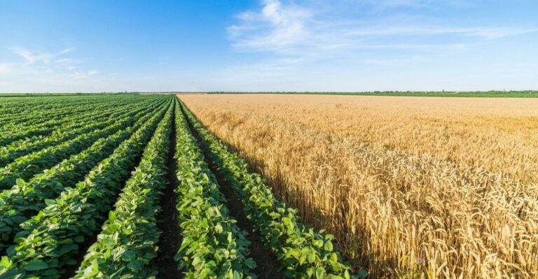 The ‘Reverse Robin Hood Effect’ of Farm Handouts