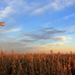 Rejecting Much-Needed Reforms, Agriculture Committee's Farm Bill Favors Status Quo on Costly Subsidies