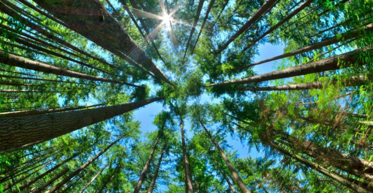 Here’s How Wrong Past Environmental Predictions Have Been
