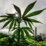 14 Ways Marijuana Harms Users