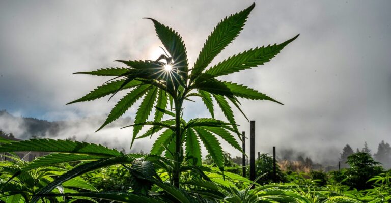 14 Ways Marijuana Harms Users
